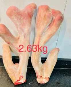 Cặp nhung hươu khủng 2,63kg (Liên Hệ Tư Vấn)