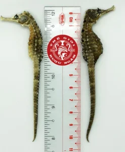 Cá Ngựa Khô Đại Dương 10cm (cặp)