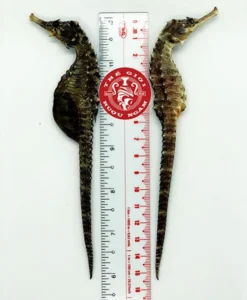 Cá Ngựa Khô Đại Dương 15cm (cặp)