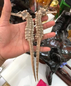 Cá ngựa chúa Indonesia khô 20cm (cặp)