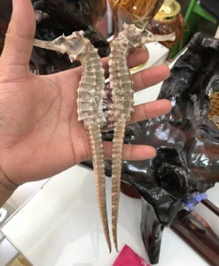 Cá ngựa chúa Indonesia khô 25cm (cặp)