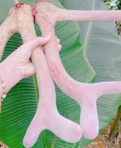 Nhung Hươu Tươi Gác Sào(Đặt theo yêu cầu)