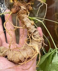 Sâm Ngọc Linh Rừng Kon Tum Đặc Biệt